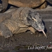 dragon_komodo_hsb_rinca_h_0927_kom2704.jpg